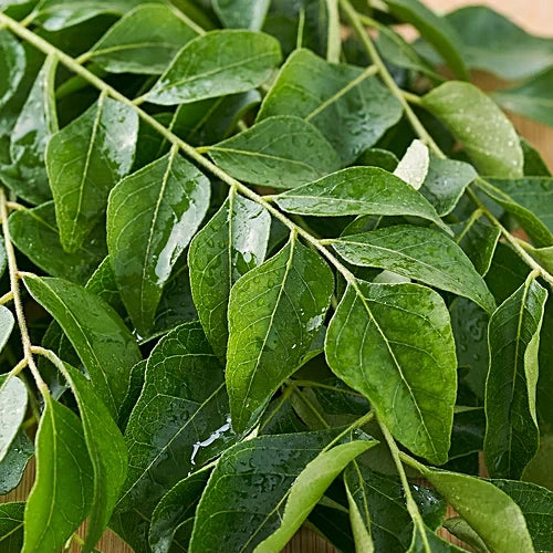Curry Leaves