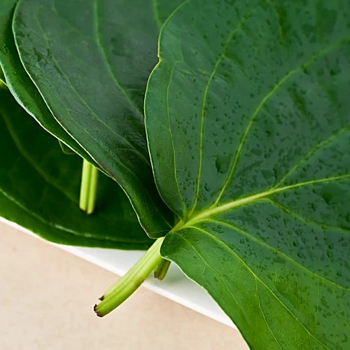 Fresh Pan Leaves