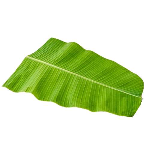 Fresh Banana Leaves