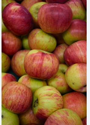 Cortland Apple