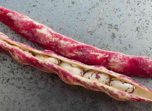 Shell Beans