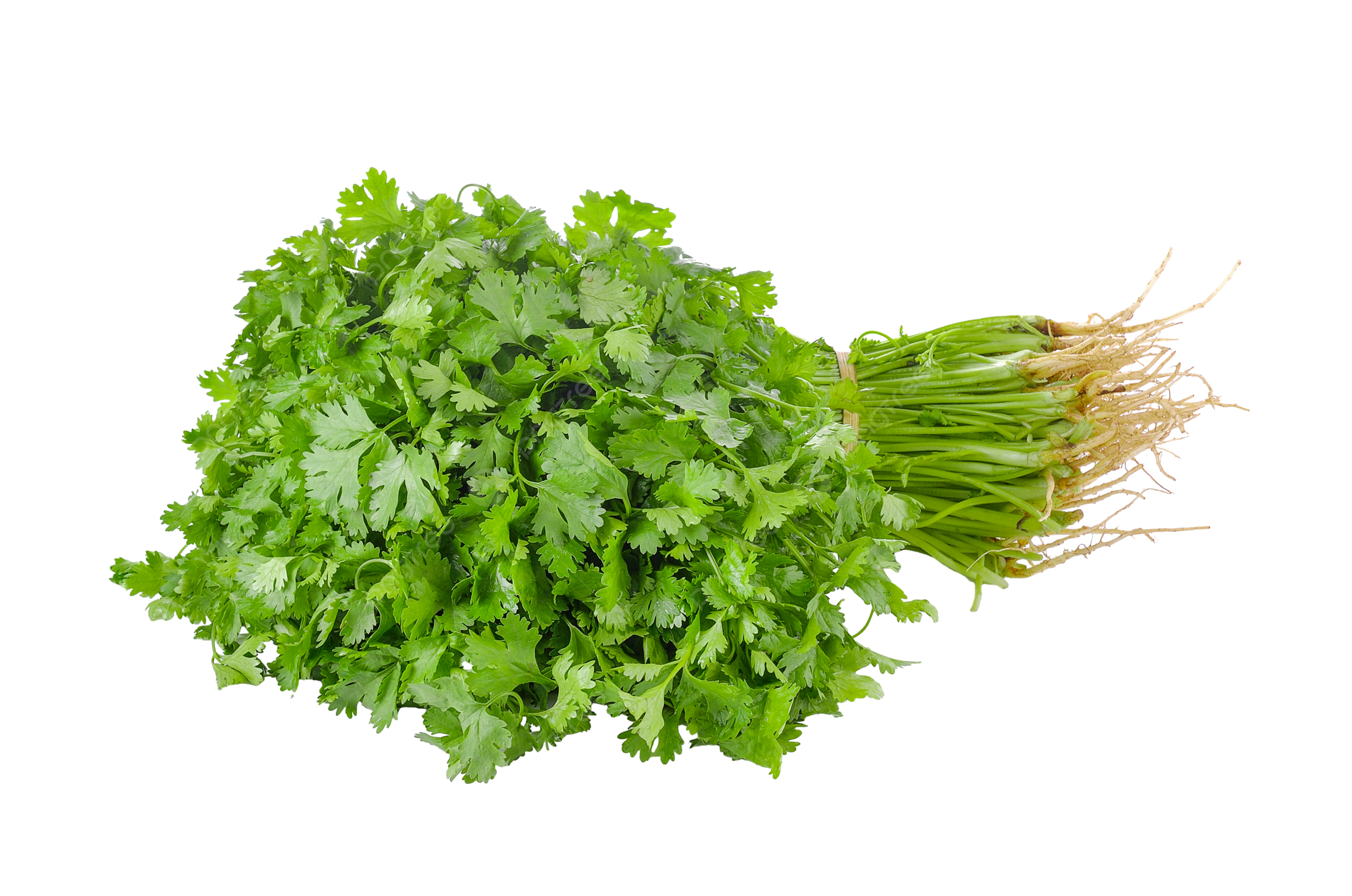 Cilantro